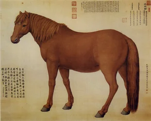 Ein Pferd namens Dawanliu
